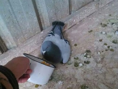 ֪���ж� ���˸ж��ĸ���