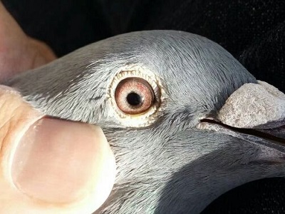 ������ʱ��仯��ͼ��