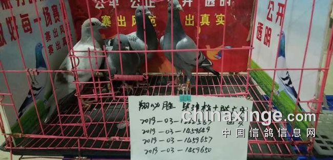 ��Ҫ�ջ���밮�� ����û�ʸ�˵Ӯ��