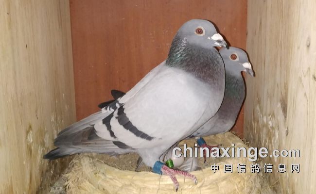 ���������ɹھ� �ɼ�����ȴ�ٹ�