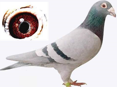 С�ۡ��Ŵ���