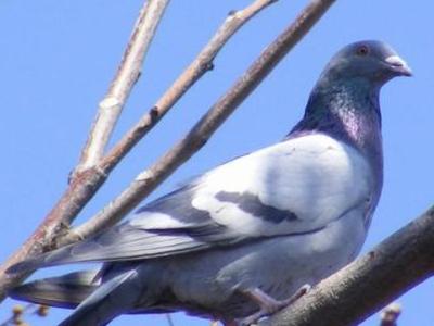 �＾�벡Ԥ��ָ��