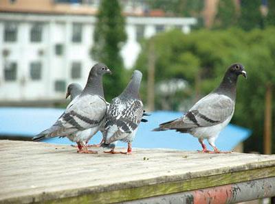 ��ǰѵ������������֪