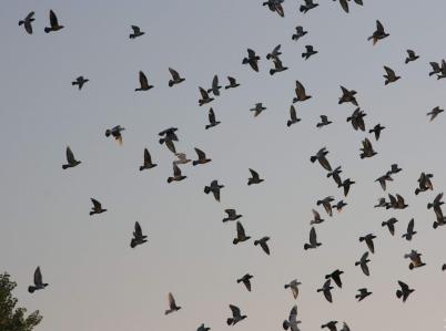 ·ѵ��������Ļ