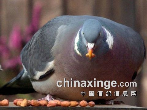 �����������ճ�����ע������