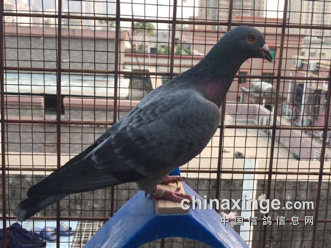 ͬ��ͬƷϵ ���ҹ���ȥ��ժ�ڽ������