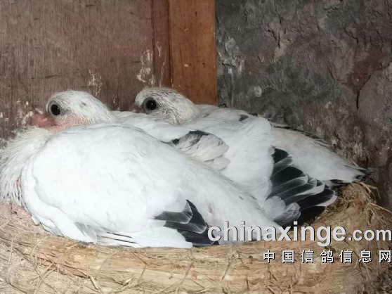 �׸�ɳ�������ע���������