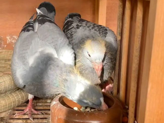 �׸롰���顱ʱ����������׽���