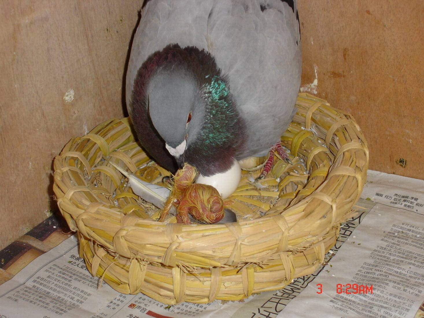 ��Լ��ɽ��� �񳲸ֹ�������