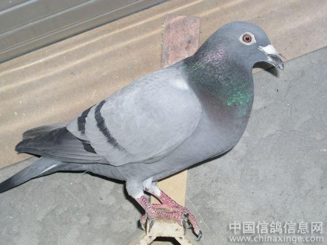 ��һֻ���ӽк���