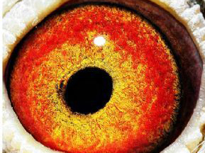 ����������˫�Ϲھ�����ɰ̽��