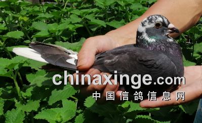 �����������13�������д�Ի�