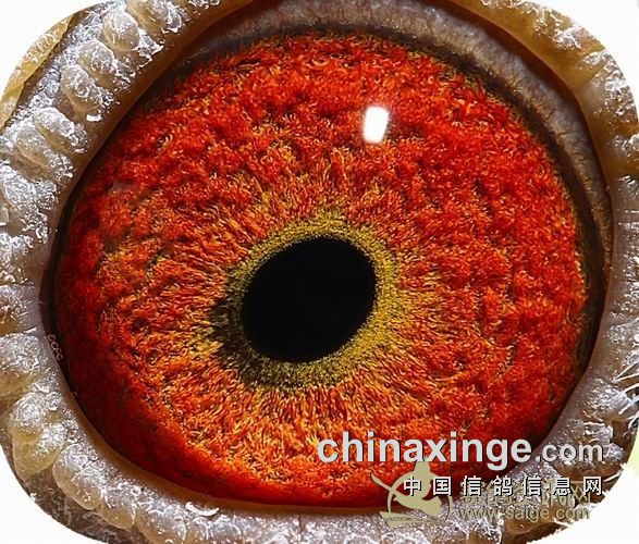 �ɹ�û�нݾ� ��������ʵ��