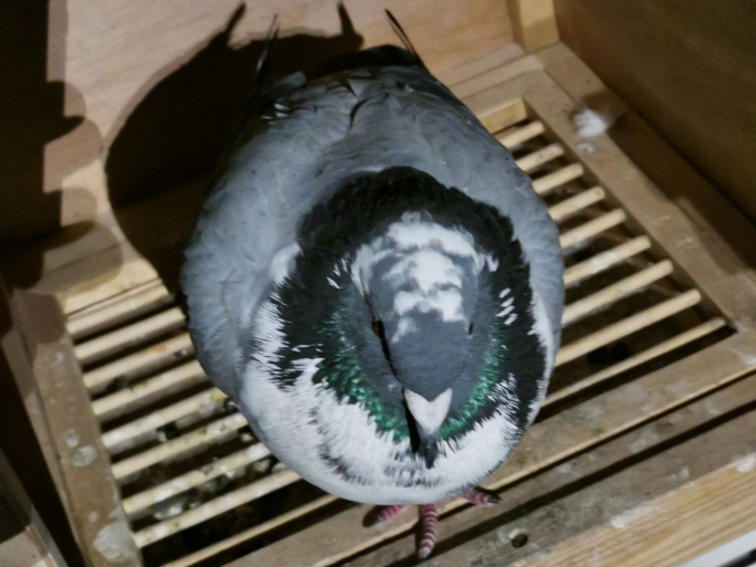 �Ը���ë�γ��һ��ǳ����ʶ