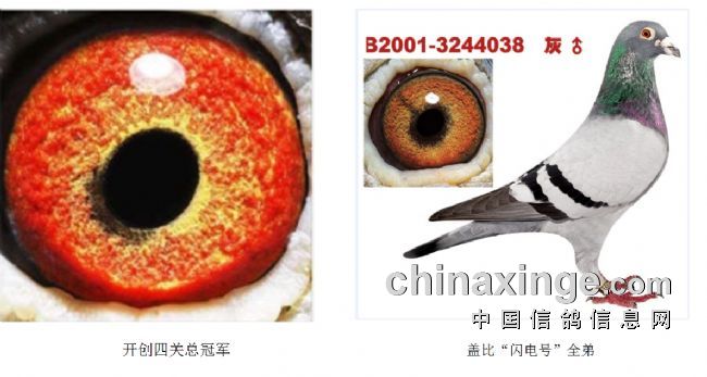 ���������Ĺظ����ھ�����