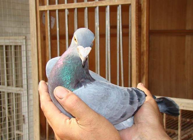 ���ݵĸ��� ֻ����ë����˳