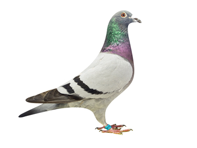 ��Ʒ�������й�����