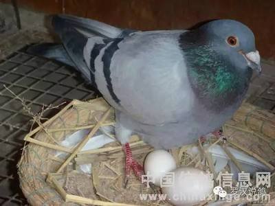 ������Ŵ�