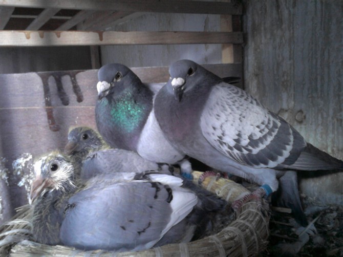 ����Ĵ��ݾ�����Է�ʽ