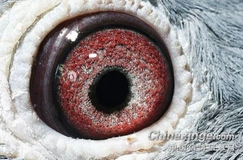 ϸƷ��˹���ڡ������ء�