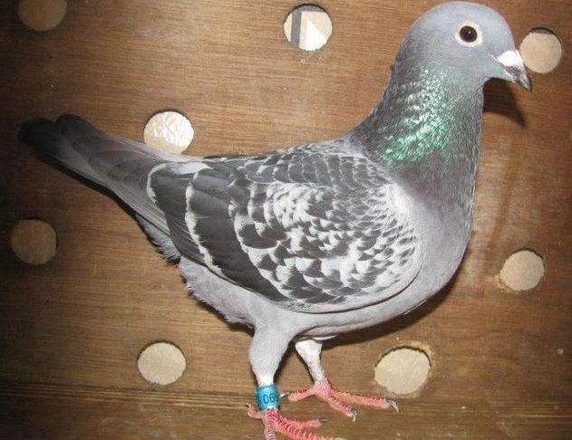 �������ɼ��� �������㻷�������ˡ�