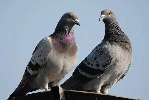 ���Ĵ�������������·��Ԫ��