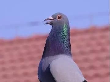 ����ѹǿ��������е�Ӱ��