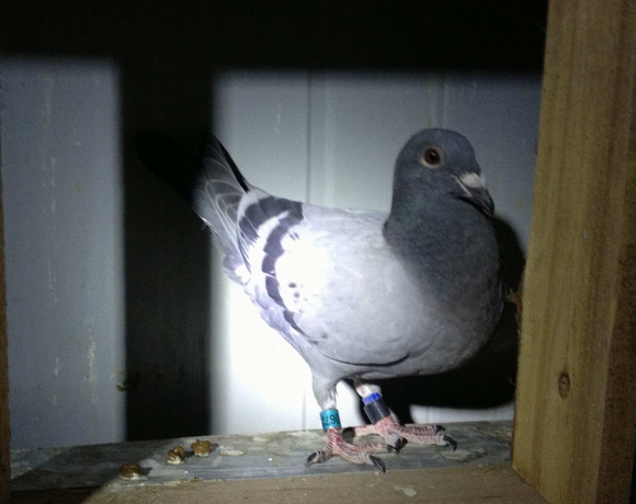 ҹ��������Ҫ���뷽��