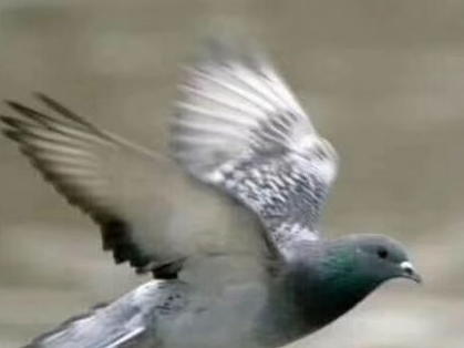 ������Ϊ�������ԭ��