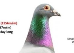 ���ܰ�����ĳ����뵱�չ�ھ�������������