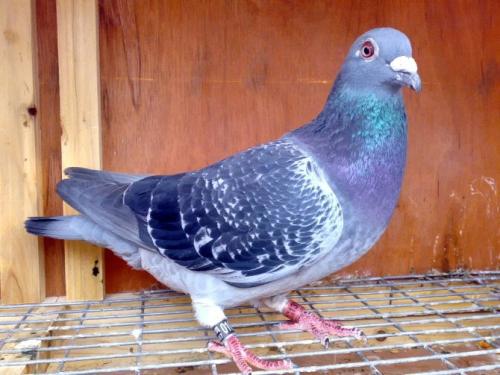 ��������� ��������