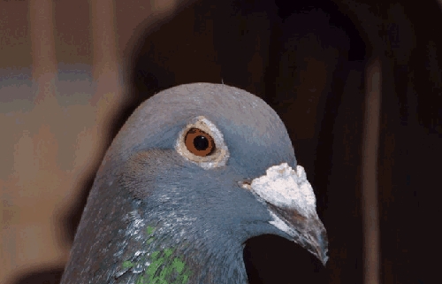 ����������ծ����� �����ִ�⻹���