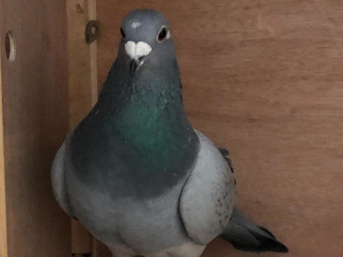  �ɸ벻�ã���̭�޻�