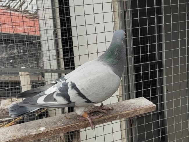  һ�������� �������������д��ҫ