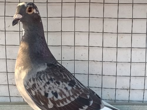 ������ھ���żȻ��