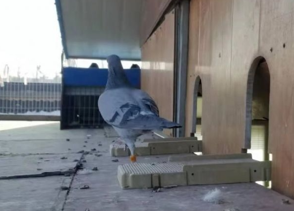 ǳ̸���ϡ�����ӡ�