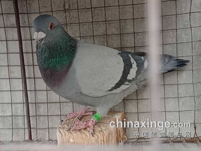  ����ع�����ϲ �����ȥ˭����