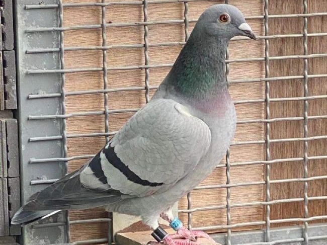  �����ָ��ѡ������̭