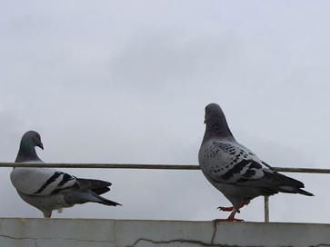 ��Ʒ��ʧ������ ����ľ������