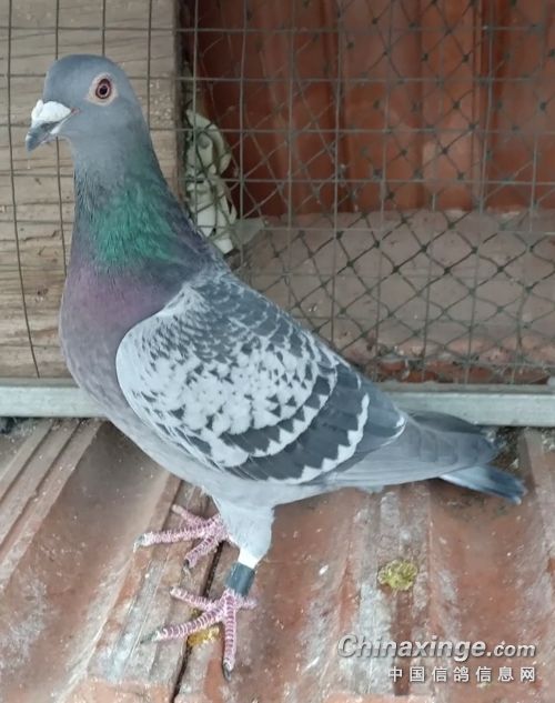 ȫ���ȫ���뷢�ӵ����Ƹ�