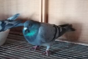 �Ÿ����ֵĸ���������