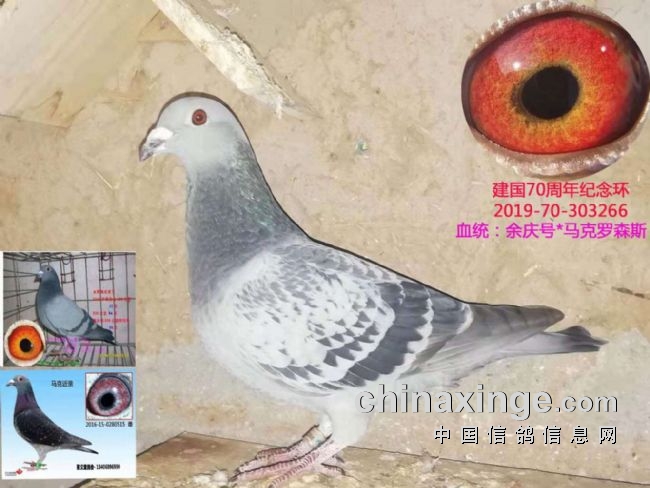 �������ϸ뾭-�ָ�ѡ���ļɡ��и�