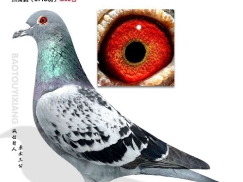  ɢ���ȹ���Ч����