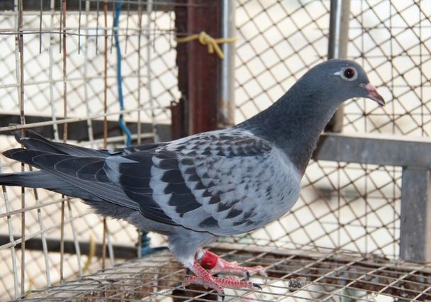 ��Ρ��־ӡ����˸���