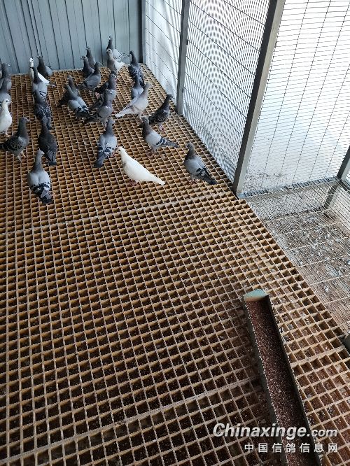 ����ʲô������