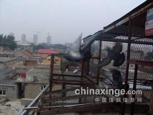 ����������ϸ��