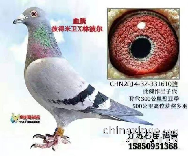 Ѫͳ����ɼ���