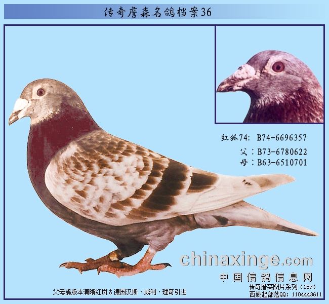 ����ղɭ���뵵����һ�����ɾ�������