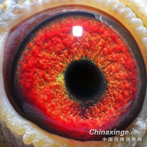 ������ѡ�ָ��һ�����