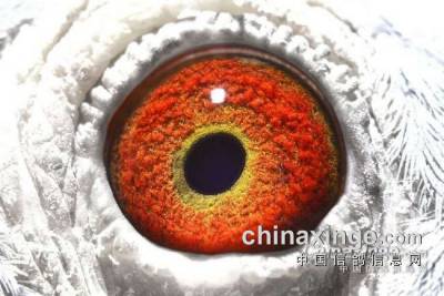 ���̸�ϵ���������